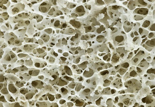 estructura del tejido del hueso